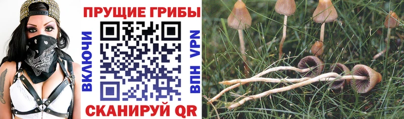 Галлюциногенные грибы GOLDEN TEACHER  Купить  Дятьково 